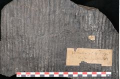 Foto (Detailansicht) von Calamites gigas Brongniart (NHMW-GEO-2024-0188-10985)